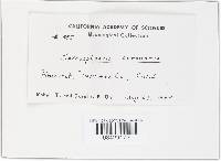 Sarcosphaera coronaria image