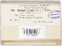 Caloscypha fulgens image