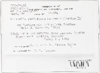 Ravenelia geminipora image