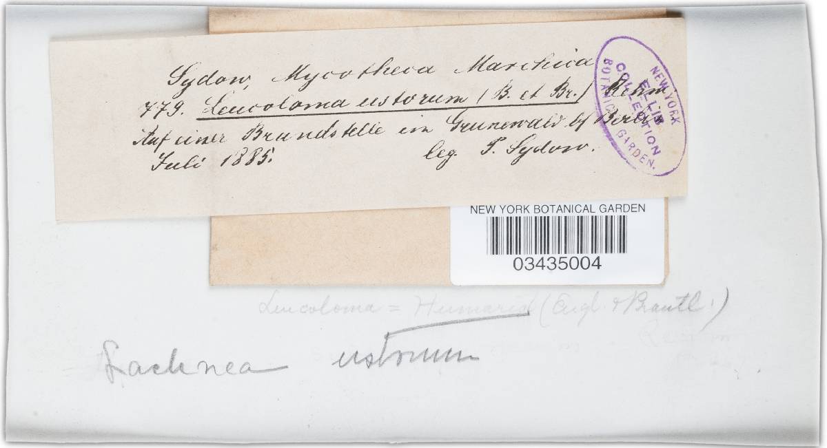 Humaria ustorum image