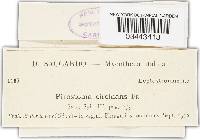 Pirostoma circinans image