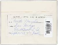 Puccinia sorghi image