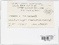 Colletotrichum lagenarium image