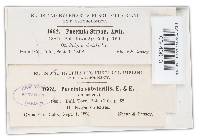 Puccinia substerilis var. substerilis image