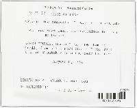 Media resource of Cryptocline ceanothi