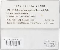 Image Associated With the Occurrence