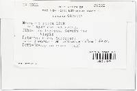 Mycogone rosea image