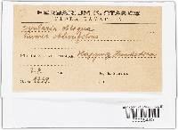 Ovularia obliqua image