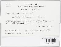 Stephanoma strigosum image