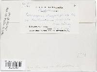 Cercospora ampelopsidis image