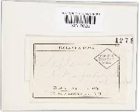 Thumbnail image of current specimen