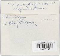 Uromyces fallens image