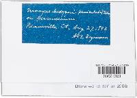 Uromyces hedysari-paniculati image