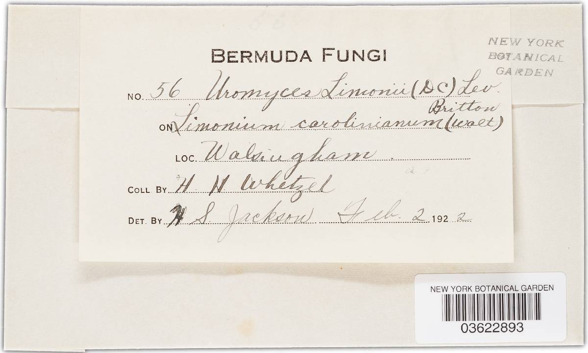 Uromyces limonii-caroliniani image