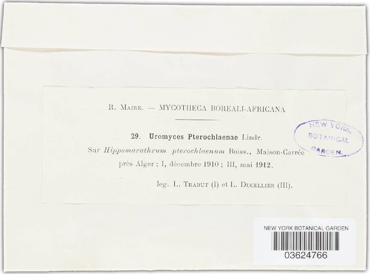 Uromyces pteroclaenae image