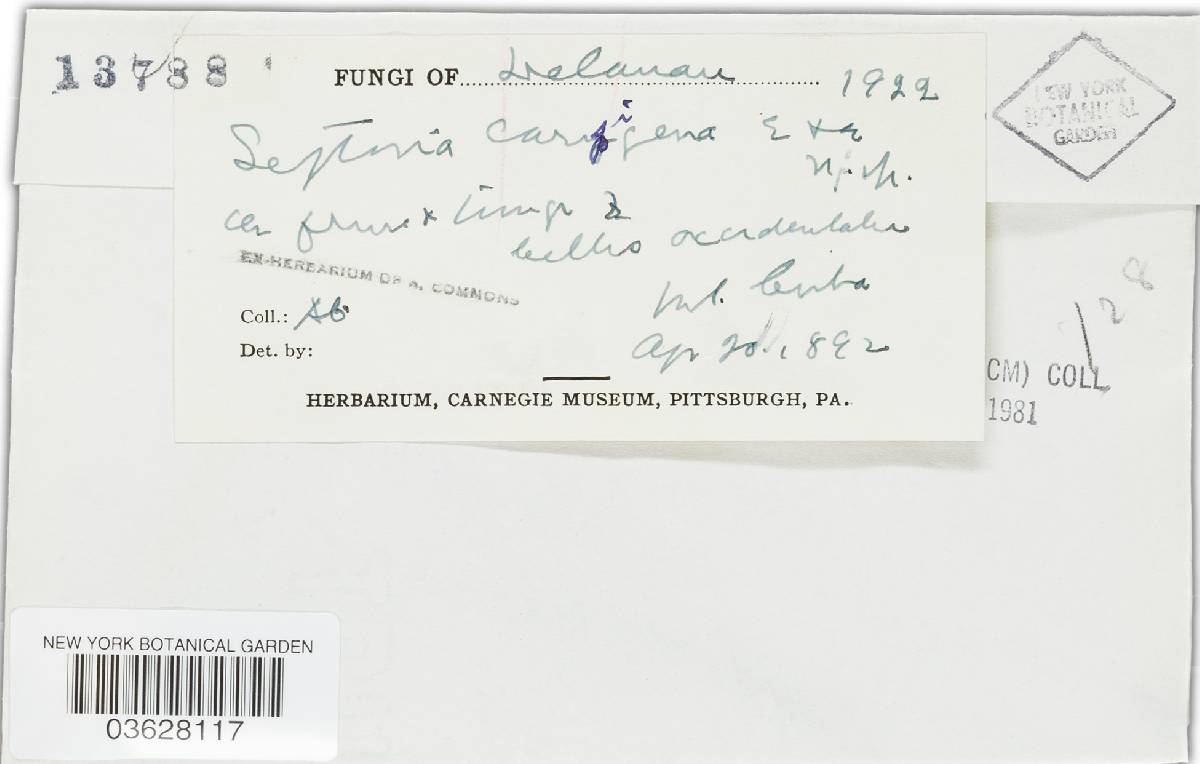 Septoria carpogena image