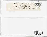 Thumbnail image of current specimen