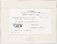 Thumbnail image of current specimen