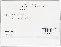 Geopora arenicola image