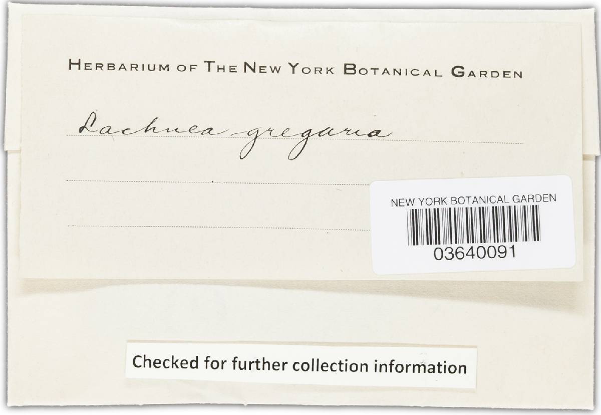 Trichophaea gregaria image