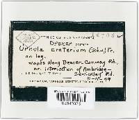 Urnula craterium image