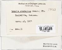 Plectania campylospora image