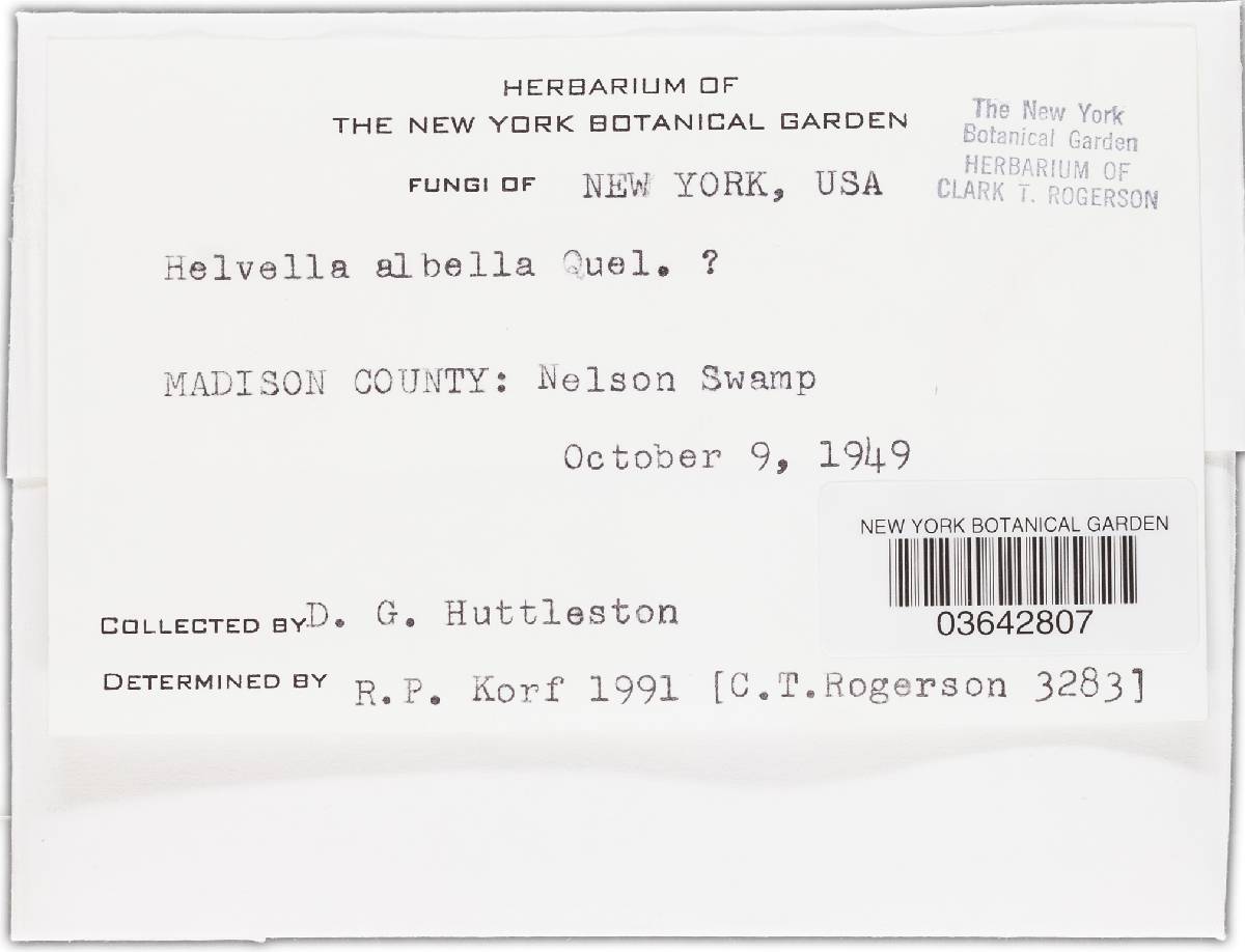 Helvella albella image