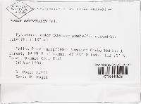 Tuber dryophilum image