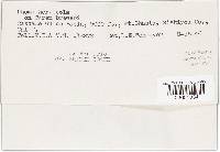 Phoma herbicola image