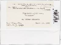 Diaporthe citri image