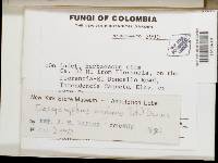 Hegermila andina image