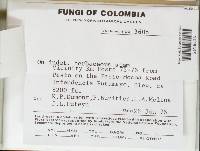 Thumbnail image of current specimen