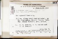 Lachnum abnorme image