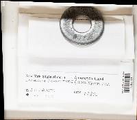 Lachnum brasiliense image