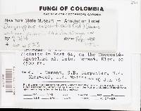 Lachnum sclerotii image