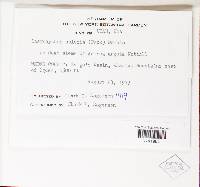 Thumbnail image of current specimen