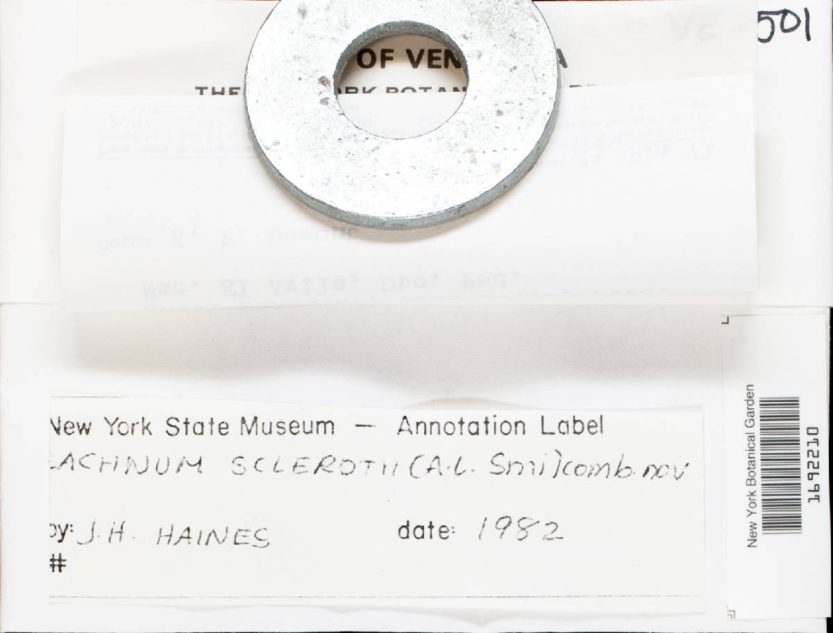 Lachnum sclerotii image