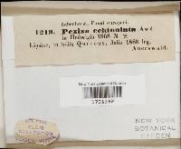 Incrucipulum ciliare image