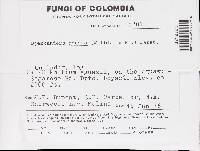 Bjerkandera adusta image