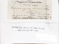 Tyromyces chioneus image