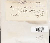 Tyromyces chioneus image