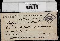 Tyromyces chioneus image