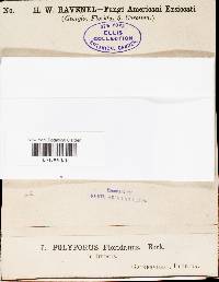 Trichaptum sector image