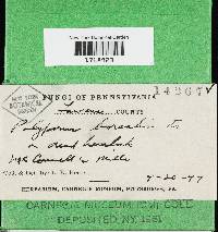 Climacocystis borealis image