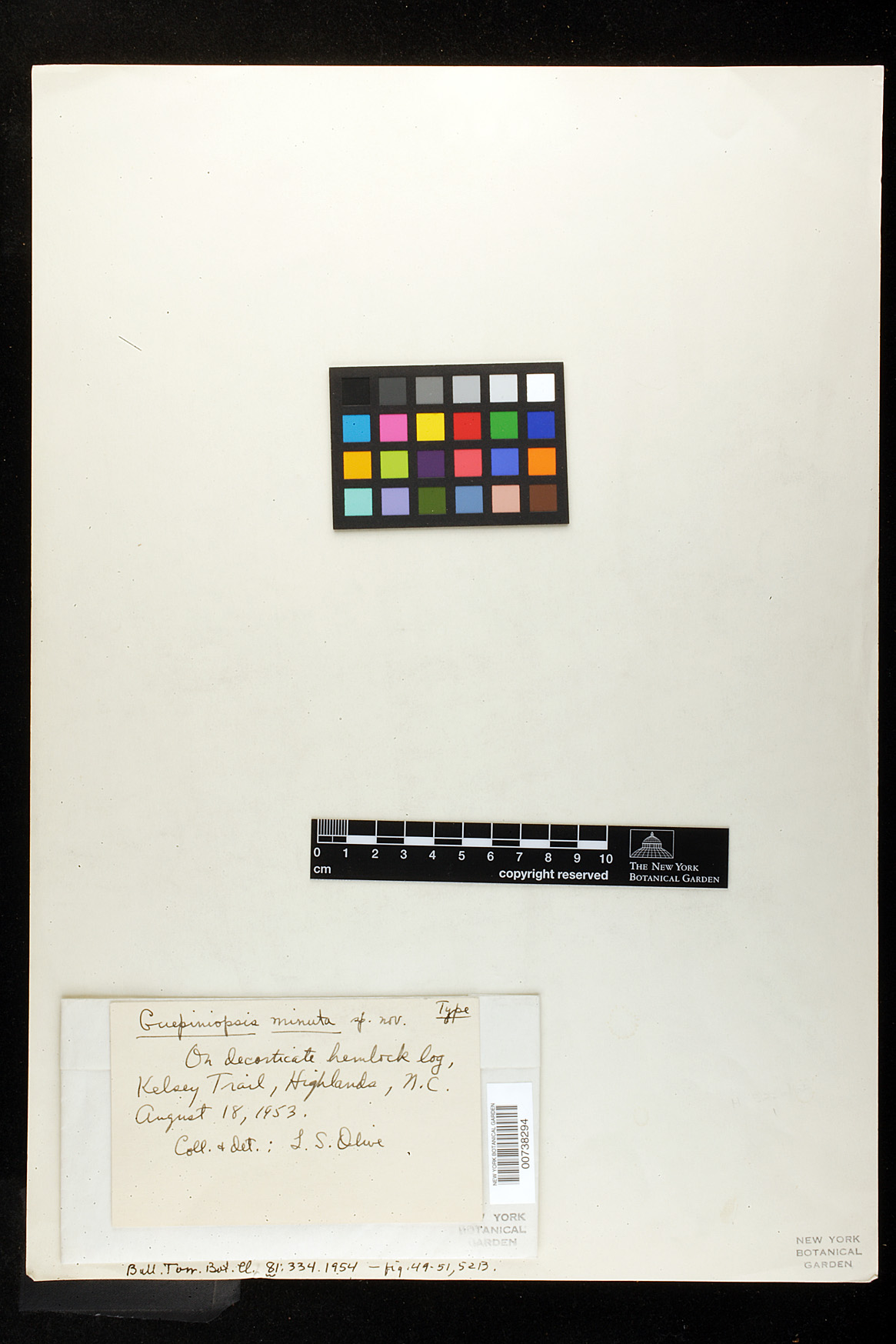 Guepiniopsis minuta image