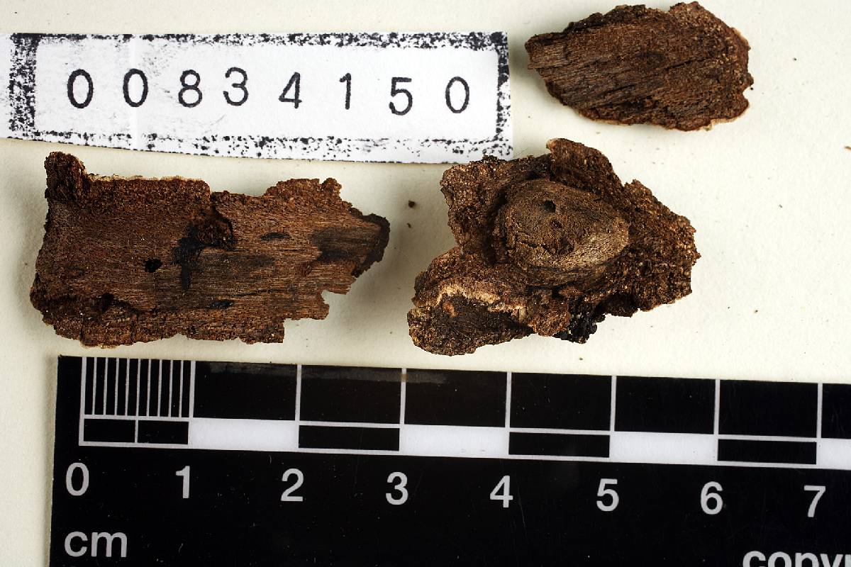 Tremella boraborensis image