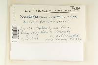 Media resource of Tomentella griseoumbrina