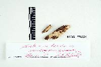 Thumbnail image of current specimen