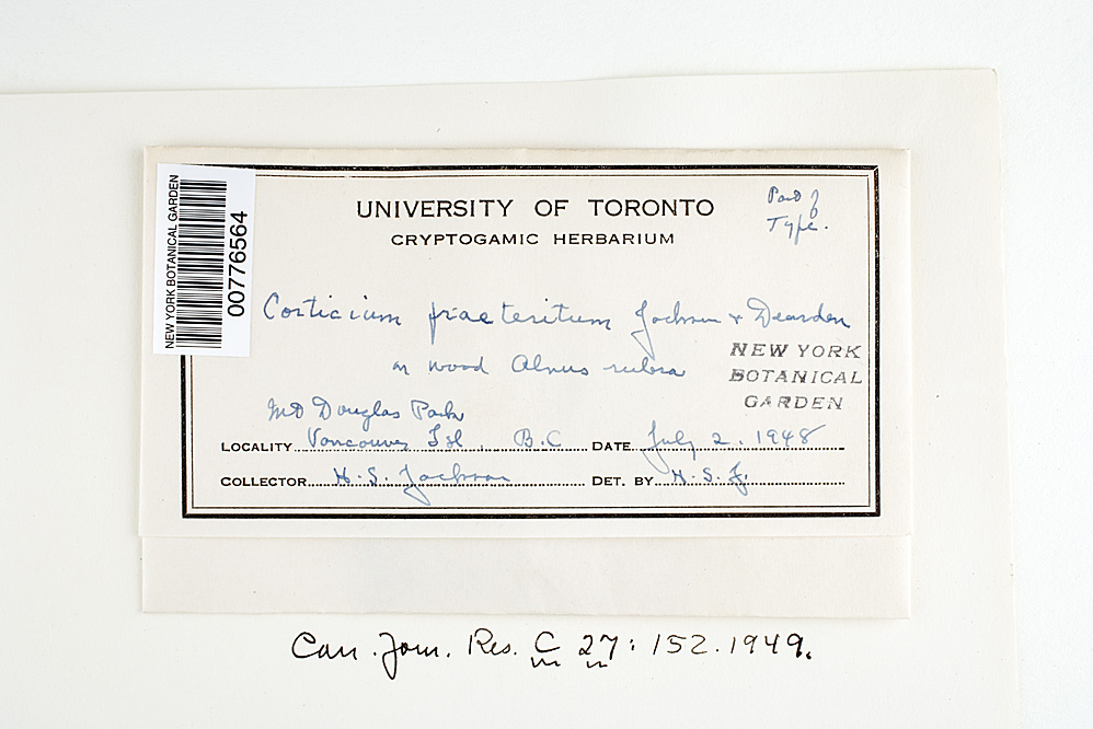 Corticium praeteritum image