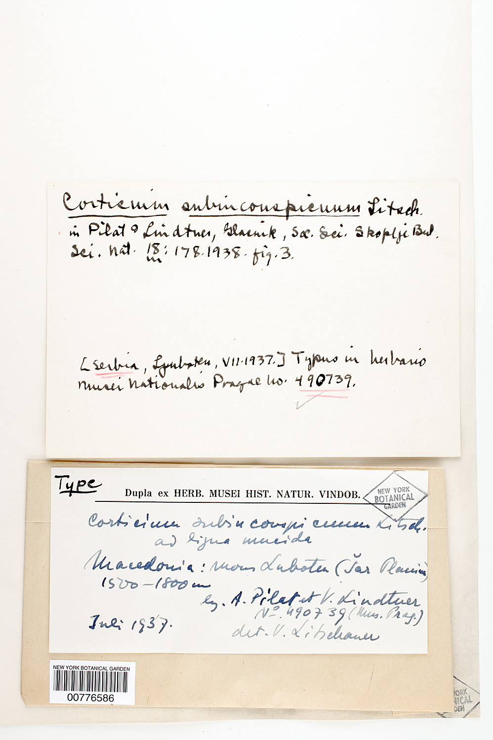 Athelopsis subinconspicua image